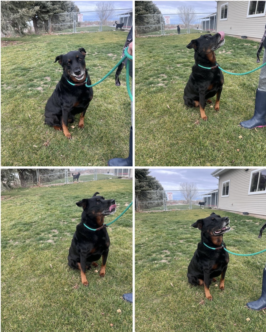 Wills - Wills Toyota Adoption Wednesday is here!! Tobias is an older ...