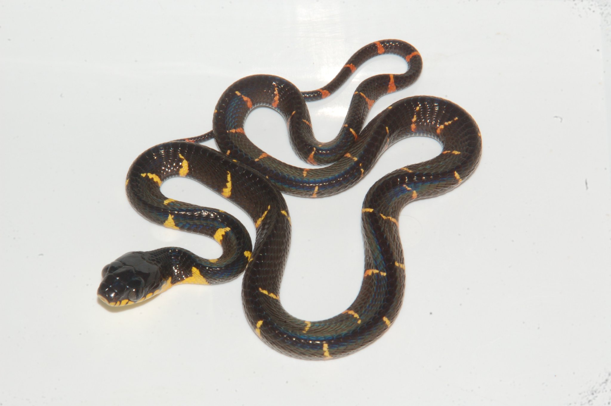 boiga melanota for sale Look out  aboutBoiga Dendrophila - Mangrove Snake  - available in-store Potent rear fang species so experience required Juvenile Malaysian Mangrove Snake (Female)