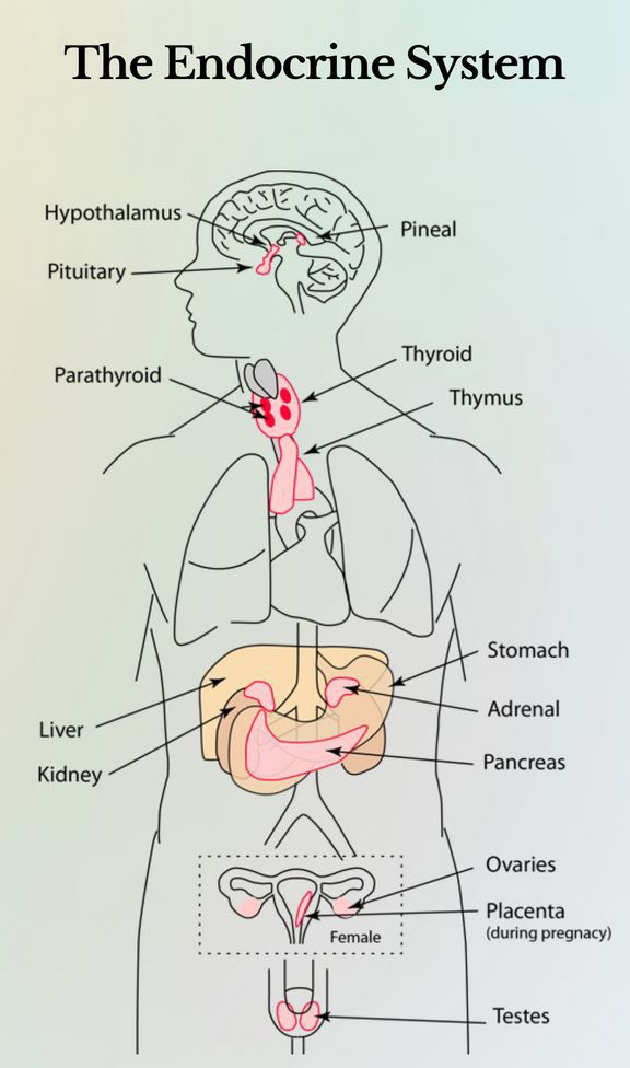 Fife - 🩺 The Endocrine System – Understanding One of the Body’s Most ...