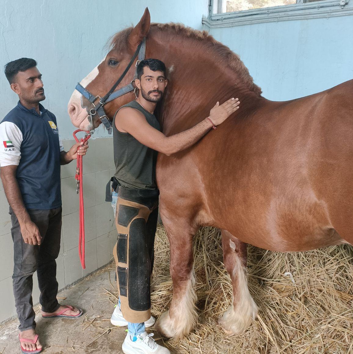 Mare Rani sire by vanraj Bag #marwadihorse #studgaloryhorseshow # ...