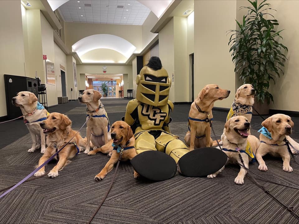 Knightro