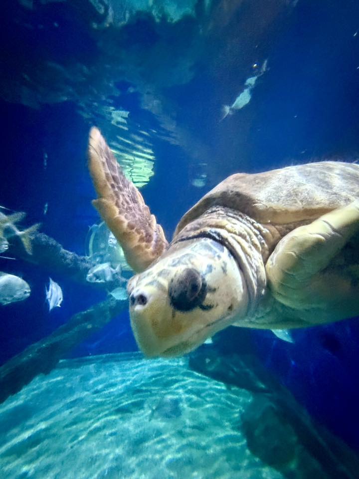George - Loggerhead turtle saying howdy | Facebook