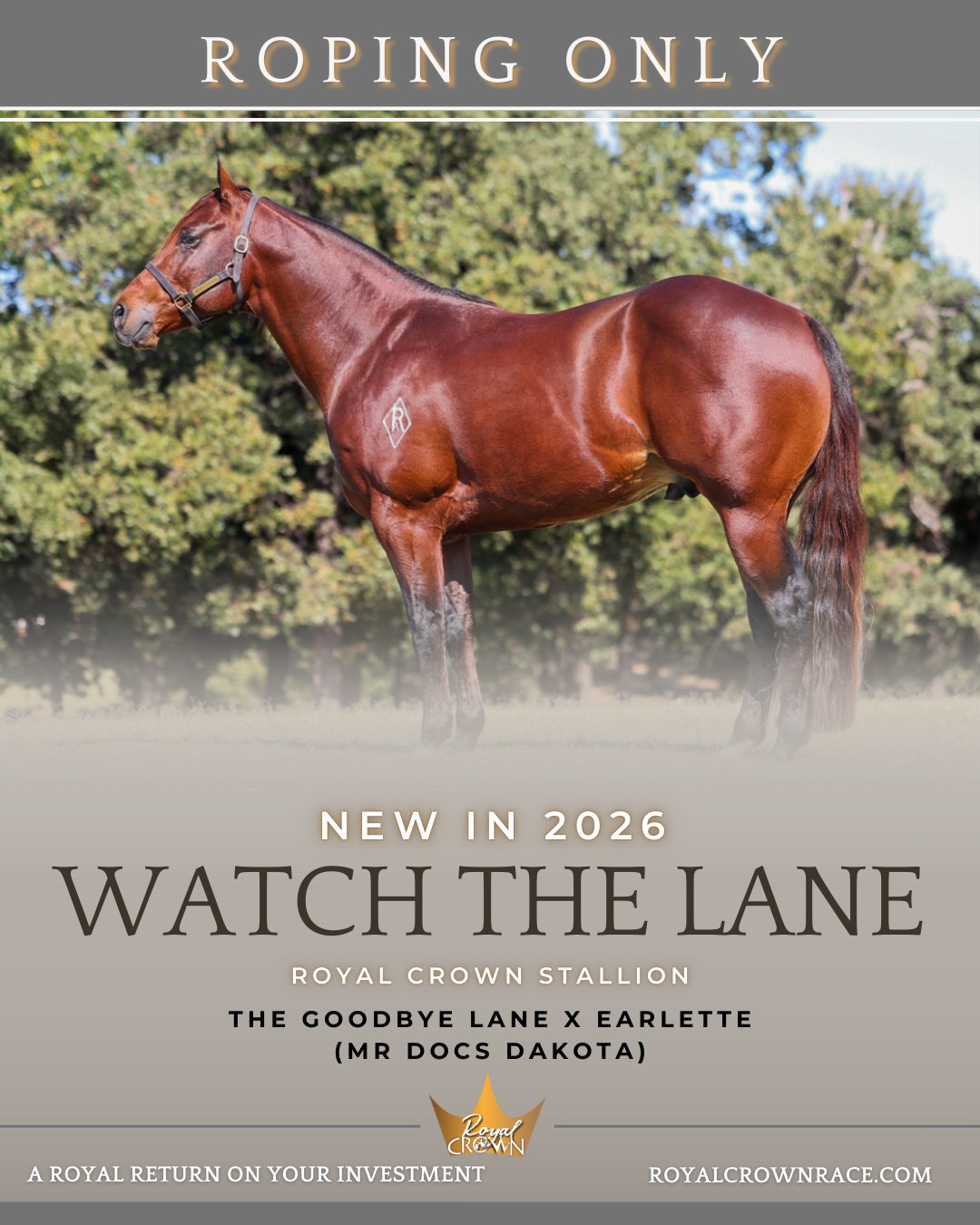 Royal - 👑👑 𝐍𝐞𝐰 𝐢𝐧 𝟐𝟎𝟐𝟔... Watch The Lane from Reliance Ranches standing ...