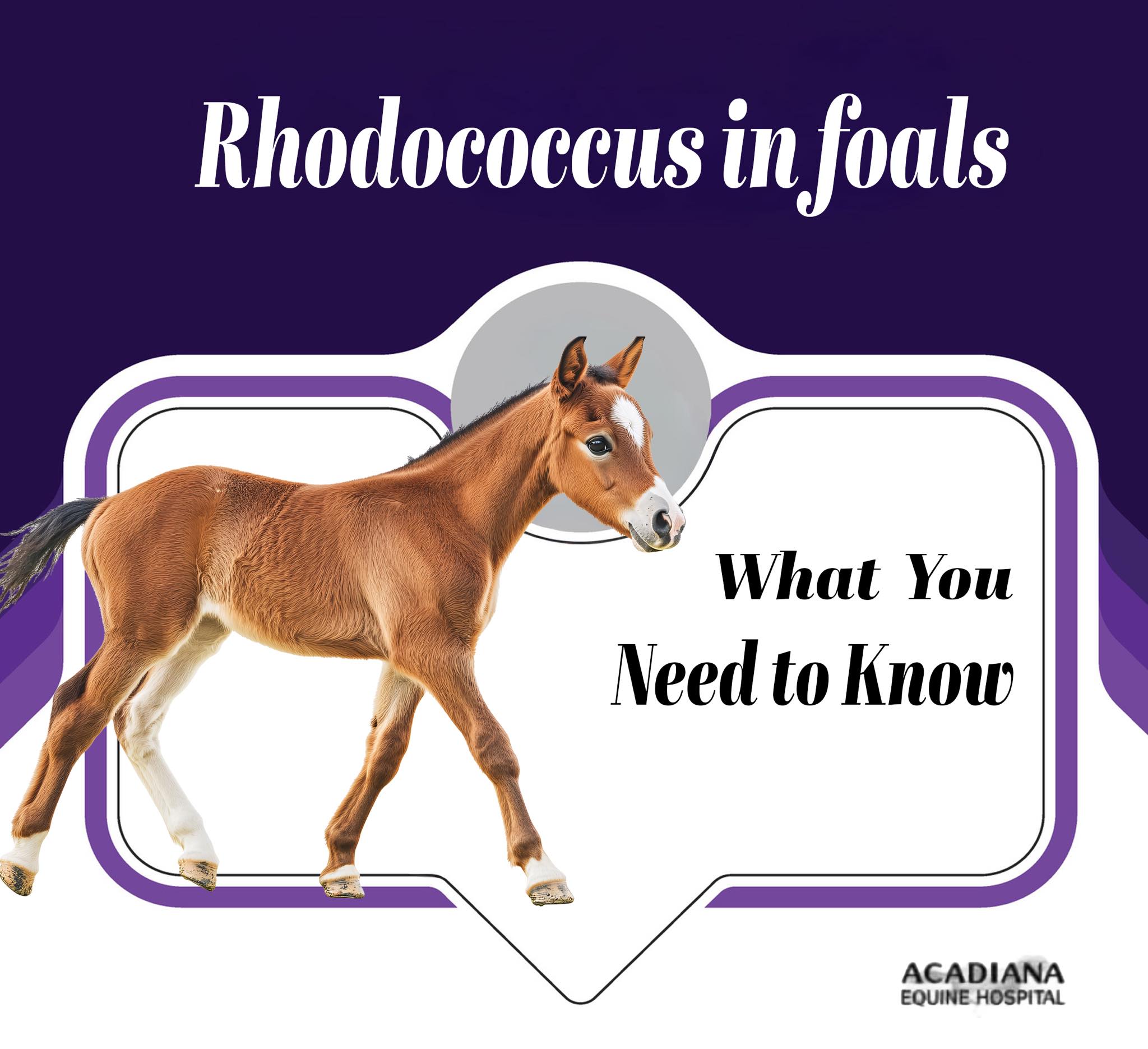 🧬 Rhodococcus in Foals: What... - Acadiana Equine Hospital | Facebook