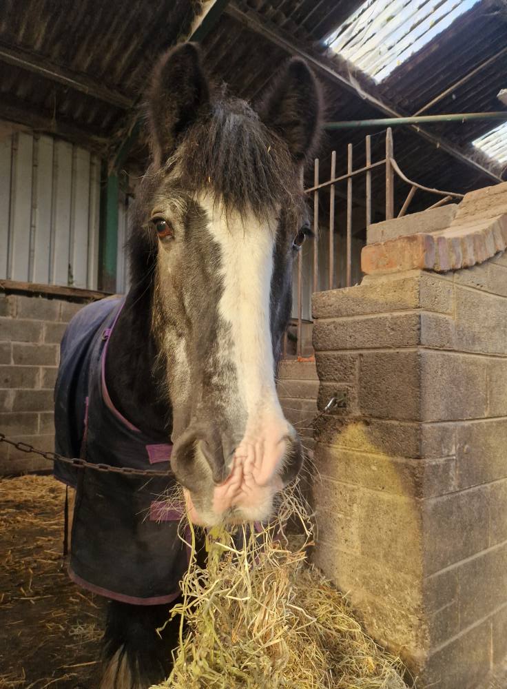 Kilronan Equestrian Centre... - Kilronan Equestrian Centre