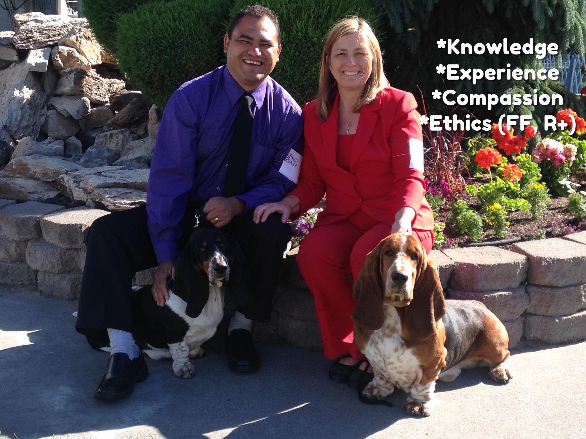 Synergy Dog Training and Behavior