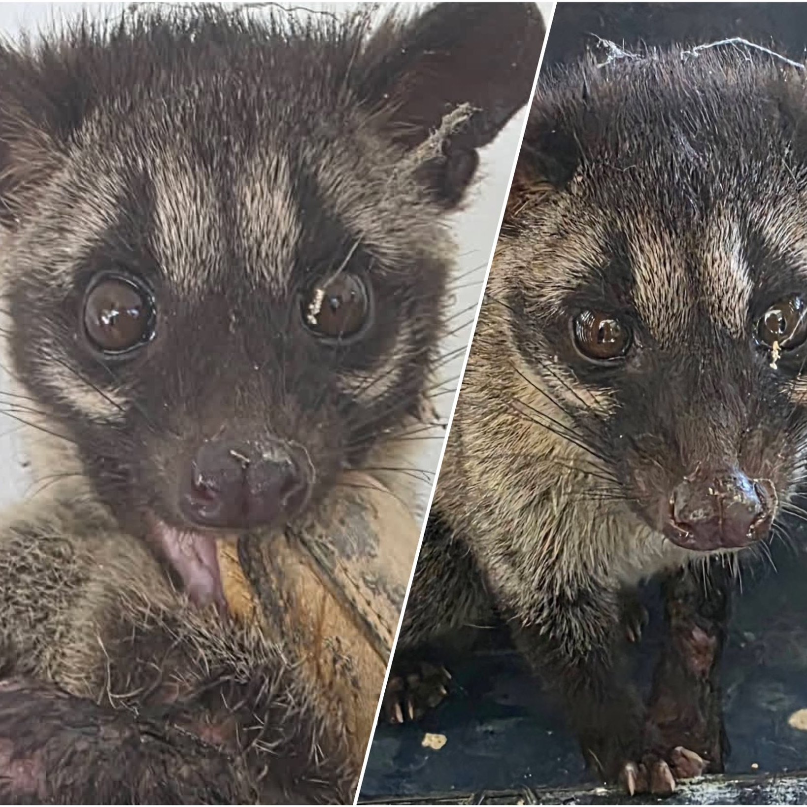 ABS-CBN - MUNTIK MAGING PULUTAN Isang batang 'alamid' o musang ang ...