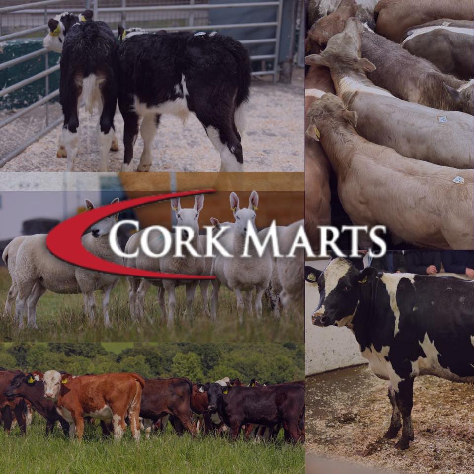 💥Sample Prices from a lively sale in... - Cork Co-Op Marts | Facebook