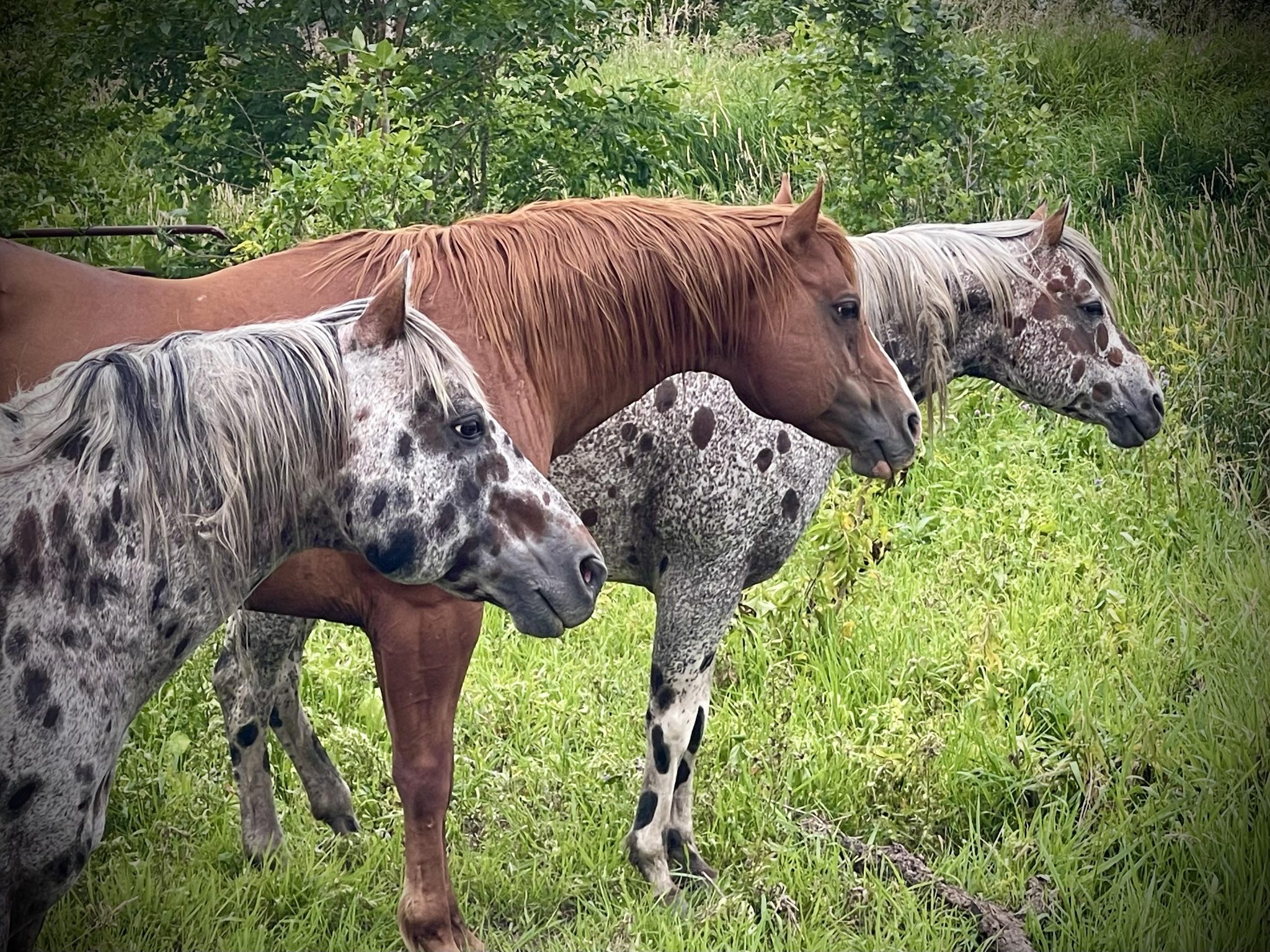Roseland Ranch