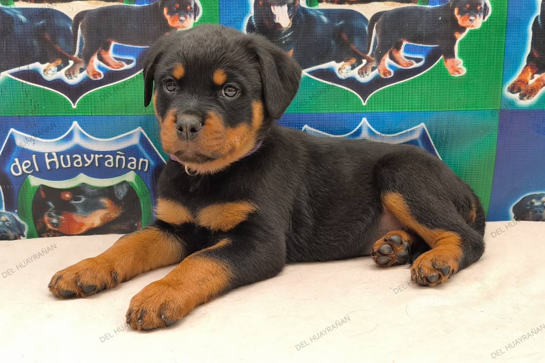 Rottweilers - ♀️HEMBRAS♀️ 🧸🐾56 DÍAS DE EDAD🐾🧸 ️‍🔥𝐑𝐎𝐓𝐓𝐖𝐄𝐈𝐋𝐄𝐑𝐒 