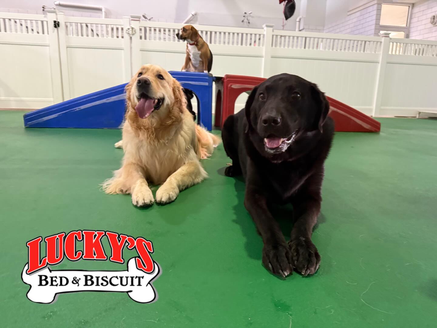The cuddle puddle is officially... - Lucky's Bed & Biscuit | Facebook