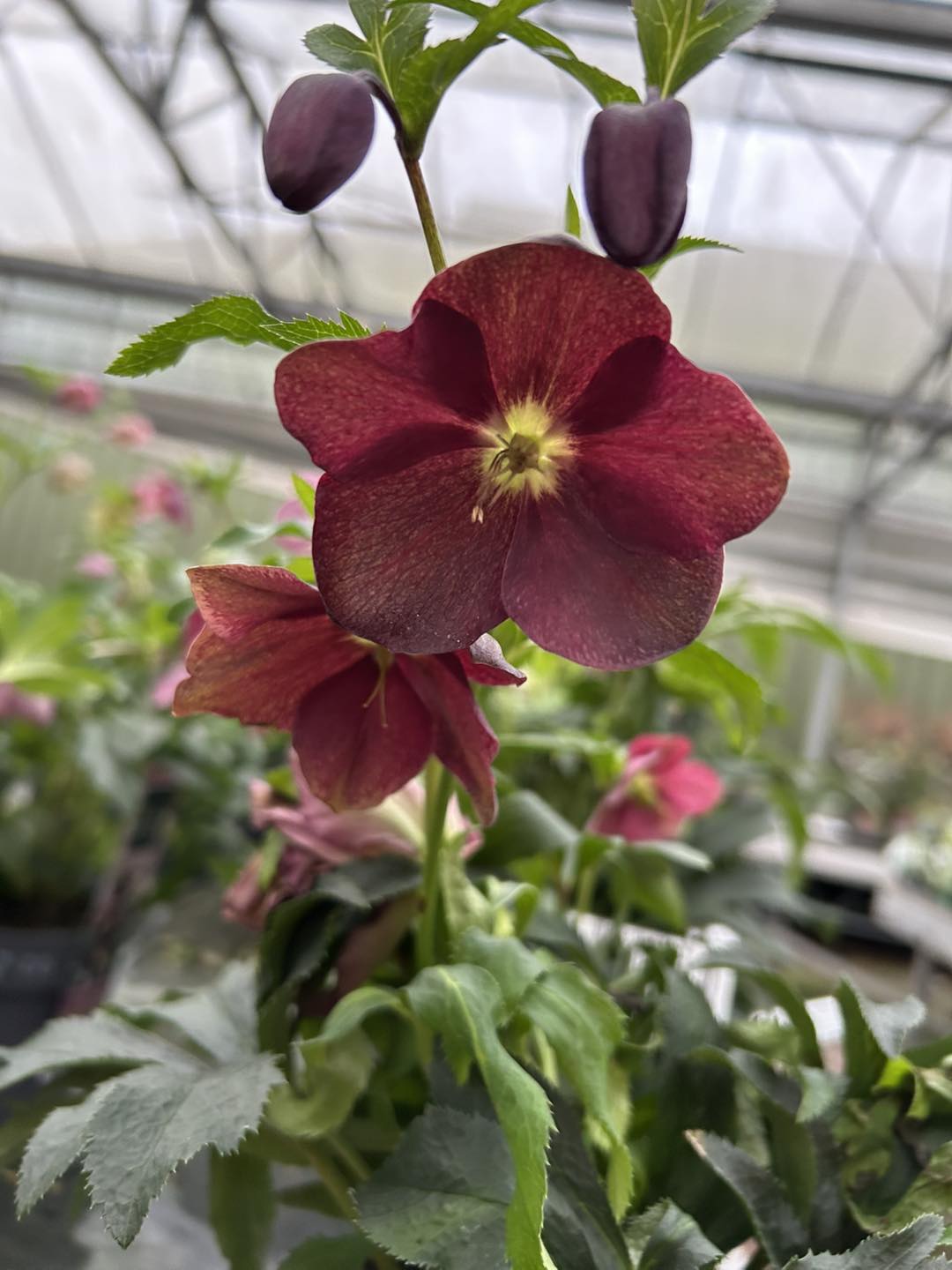 Springhead Nurseries | Gravesend