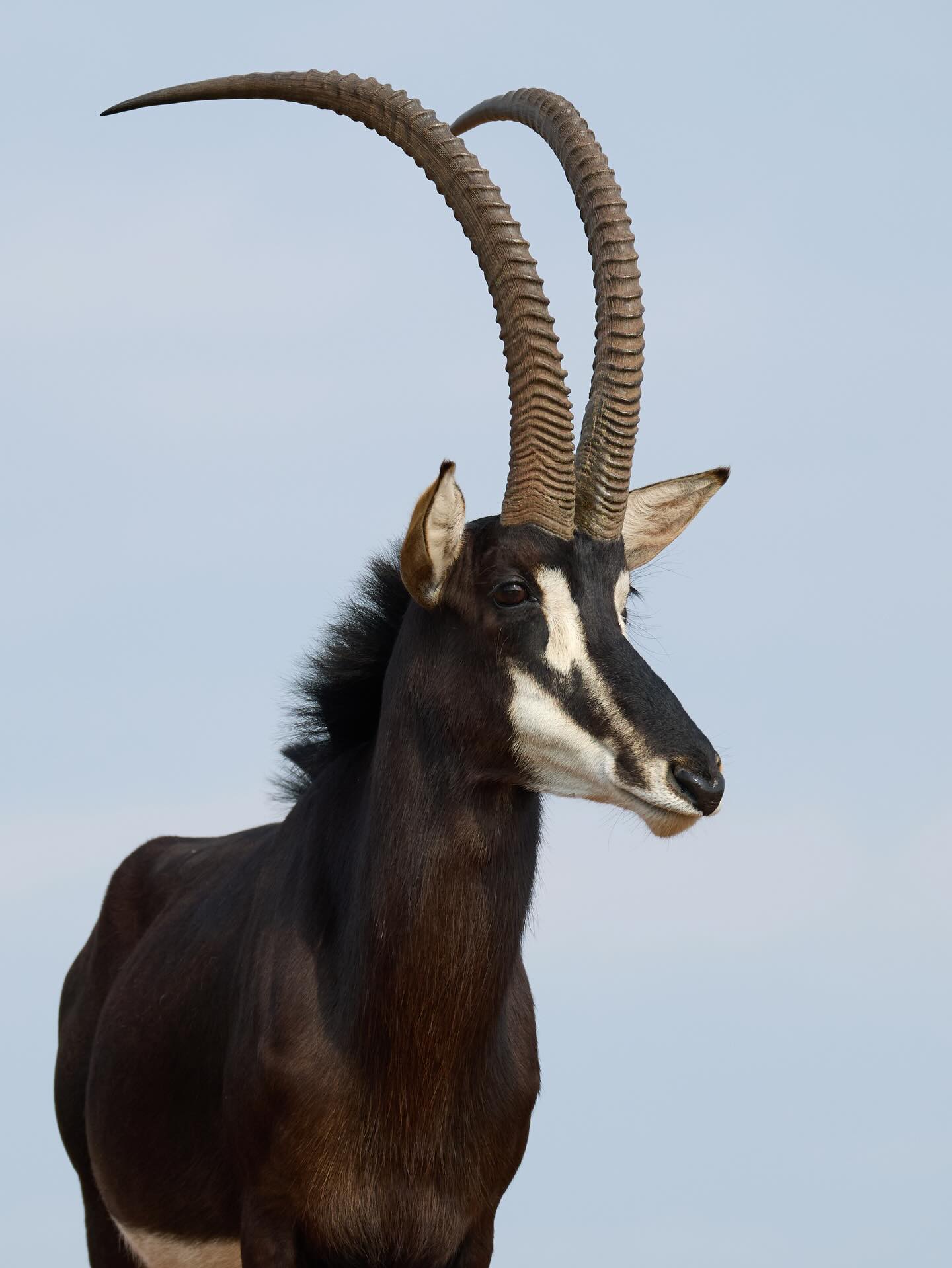 Founders - The Prince of the Plains, Sable aren’t just beautiful - they ...