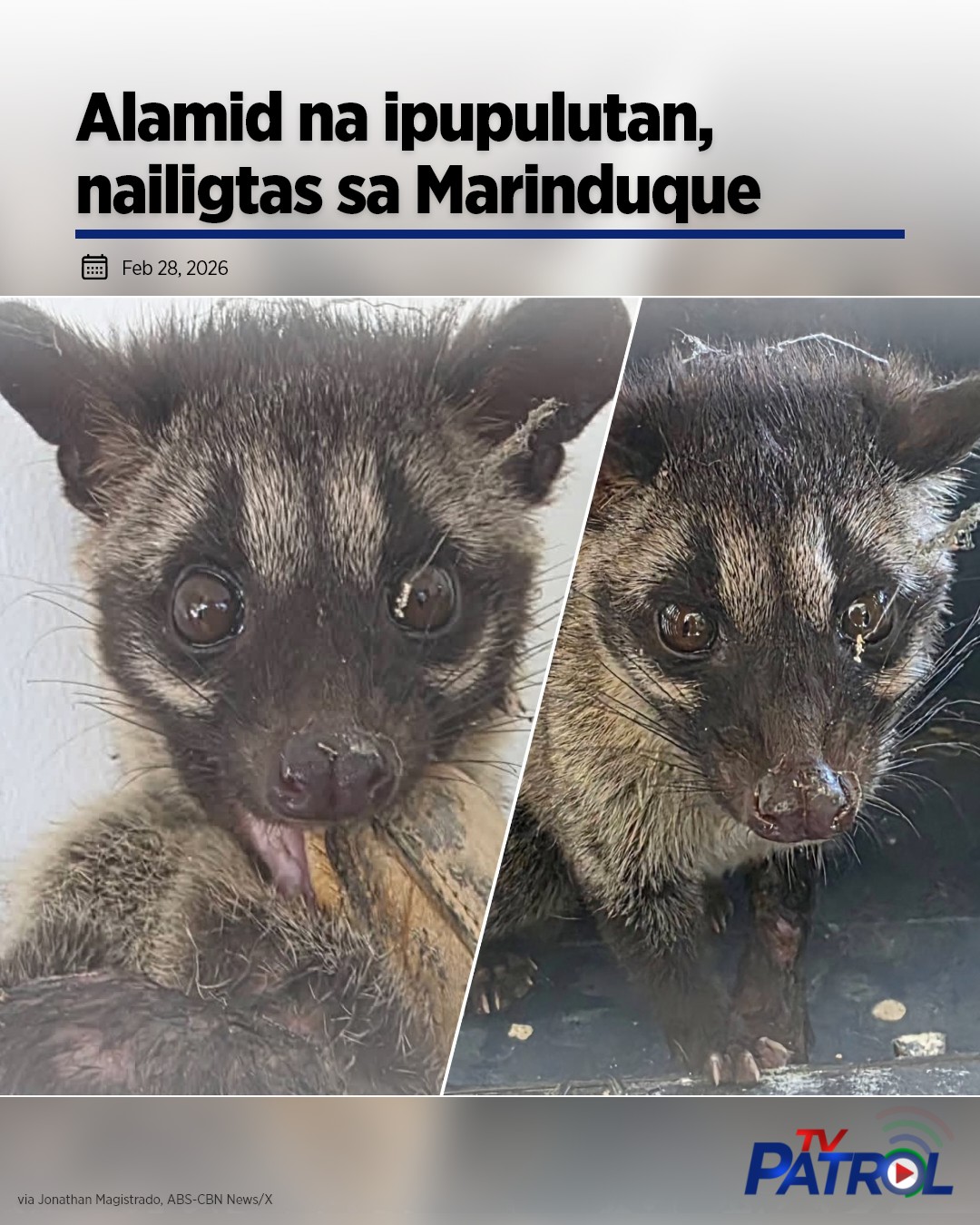 ABS-CBN - Ayon sa batas, protected species ang mga 