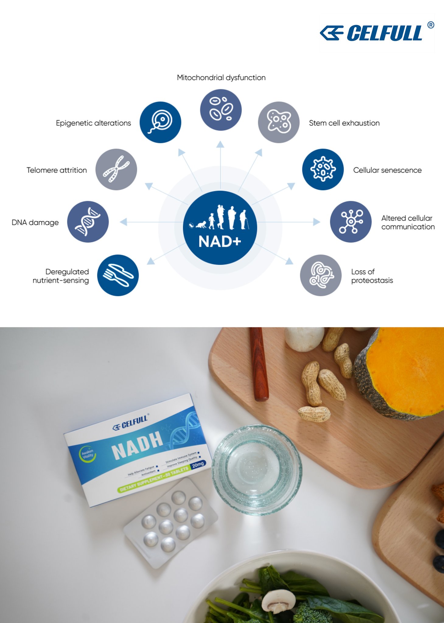 Celfull - The Core Biological Role of NAD⁺ 1. Energy Metabolism & DNA ...