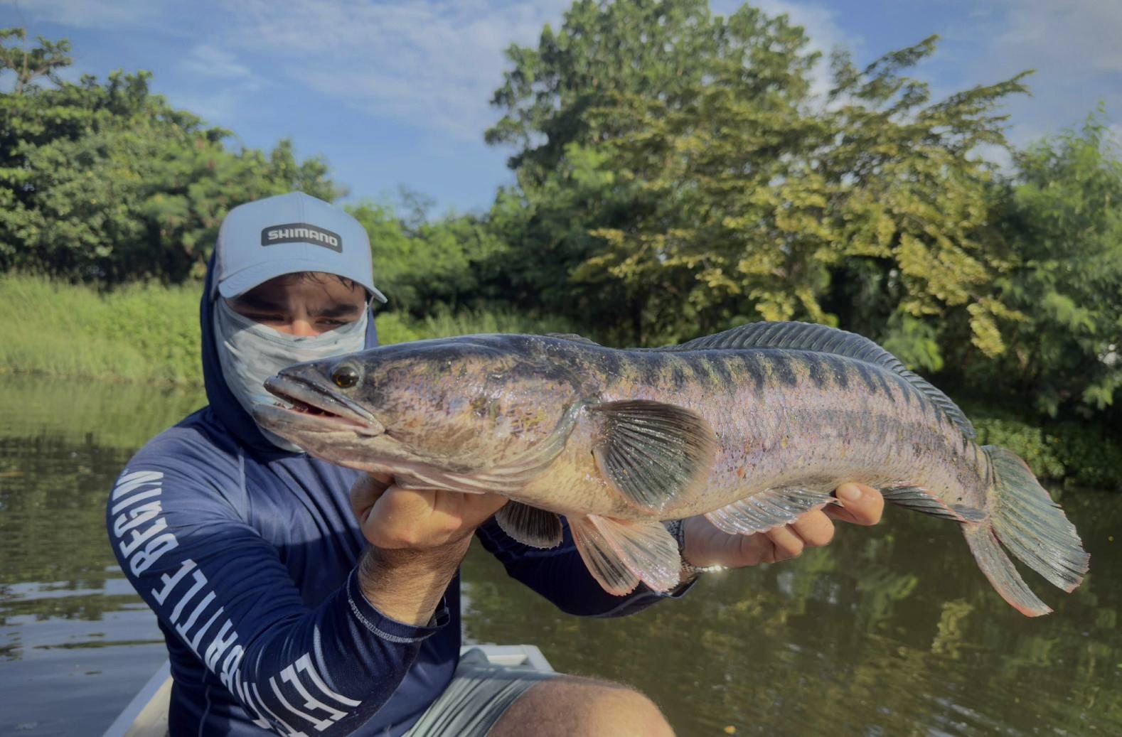 Siam - 🐍🌊 Discover the Fascinating Life Cycle of the Giant Snakehead! 🌊 ...