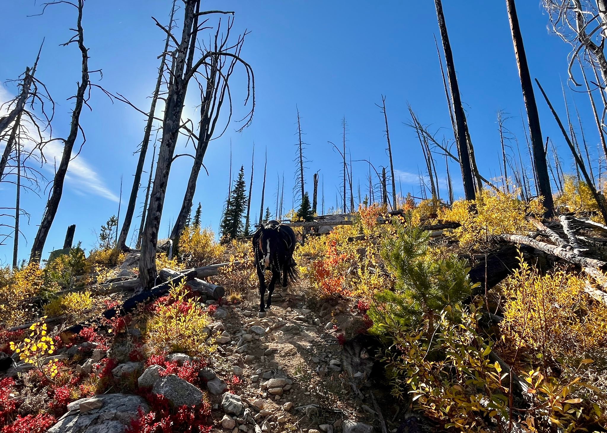 Where - Gorgeous fall foliage amongst the burn. And Pip is a good sport ...