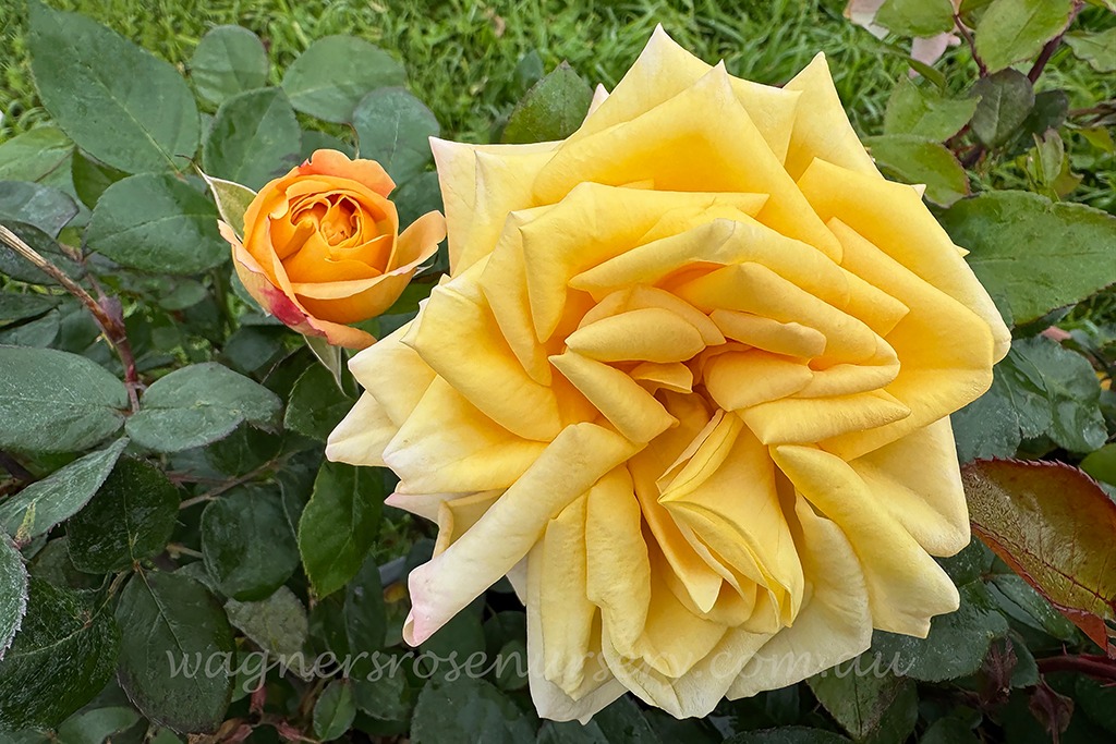 Wagner's Rose Nursery added a new... - Wagner's Rose Nursery