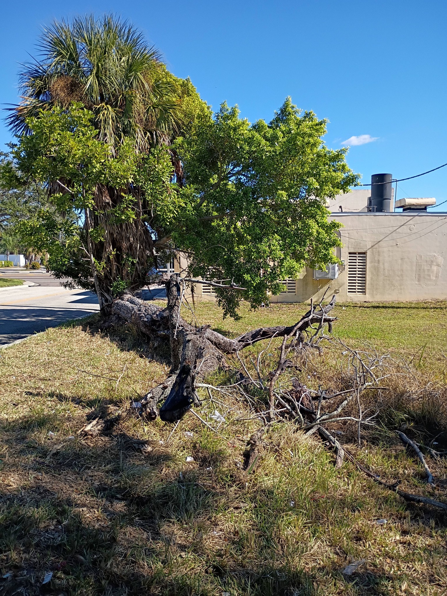 Lee Parker Stump Grinding & tree service LLC | Parrish FL