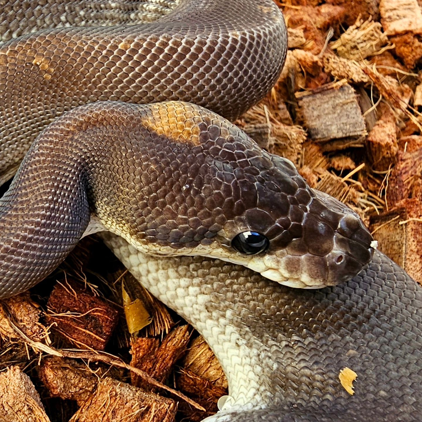 Ball Python Argentina | Buenos Aires