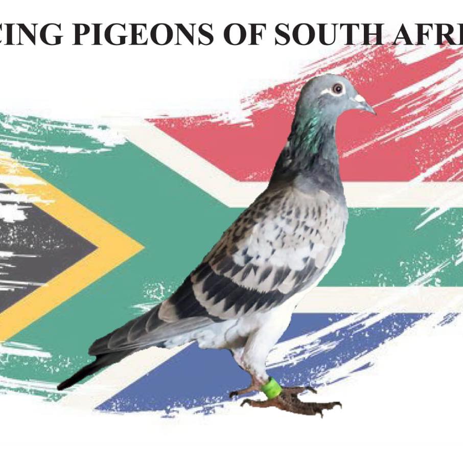 Pigeon Theft Niezaam Jappie. Member of EPPU - 7 time union champion in ...