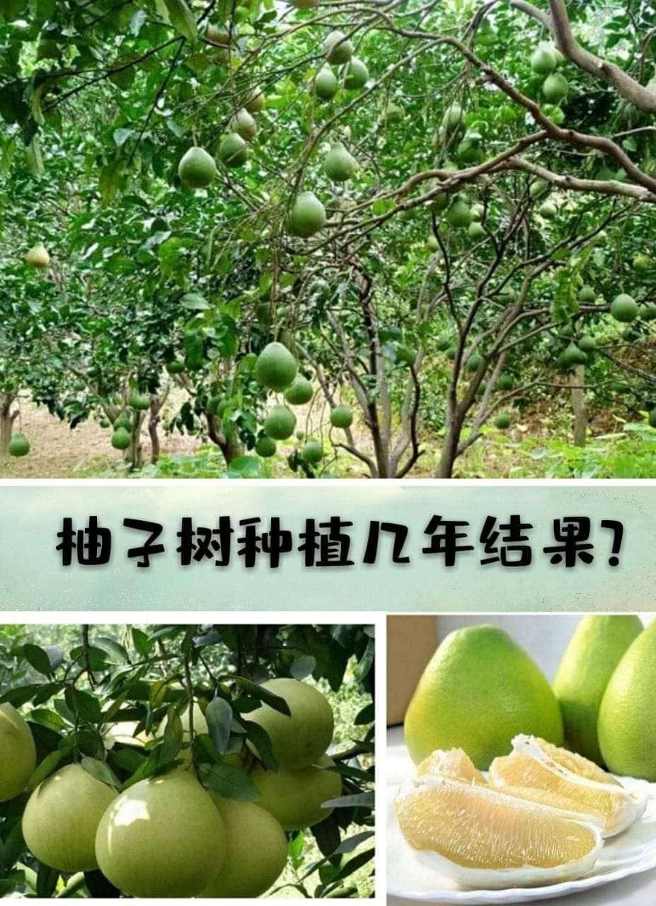 Johor Bahru Skudai Pulai Gelang Patah 正能量社区 柚子树种植几年结果 柚子高产栽培管理方法 马上过年了 柚子大家都是一蛇皮袋一蛇皮袋的买 柚子清甜 营养丰富 很多人都想种植 那么你们知道柚子树种植几年结果吗 下面再一起学习一下柚子树