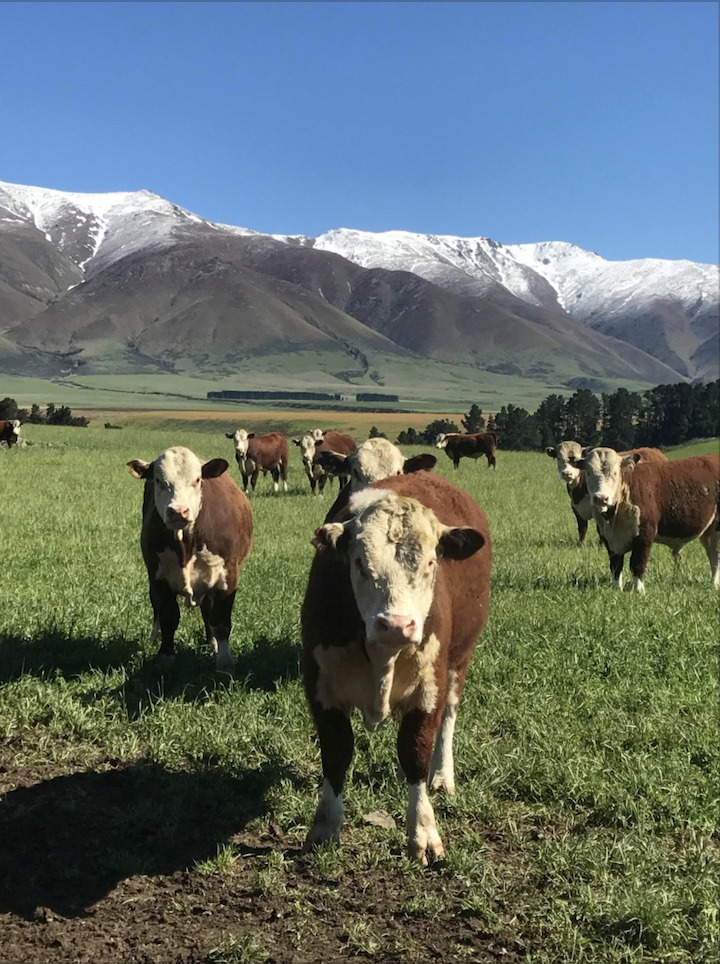 NZ Farming - GENERAL FARMHAND Energetic person required...