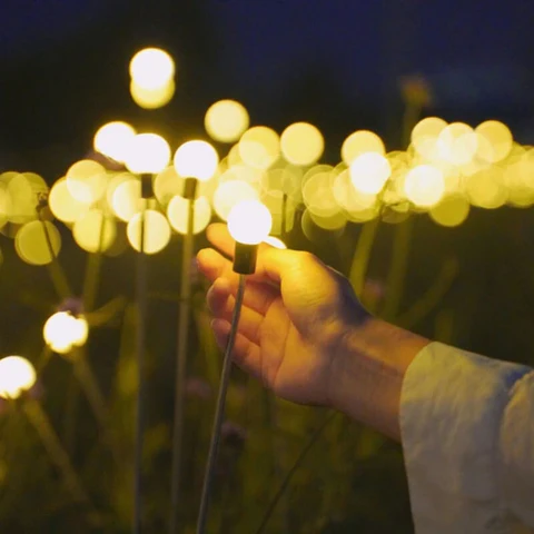 LumenBloom