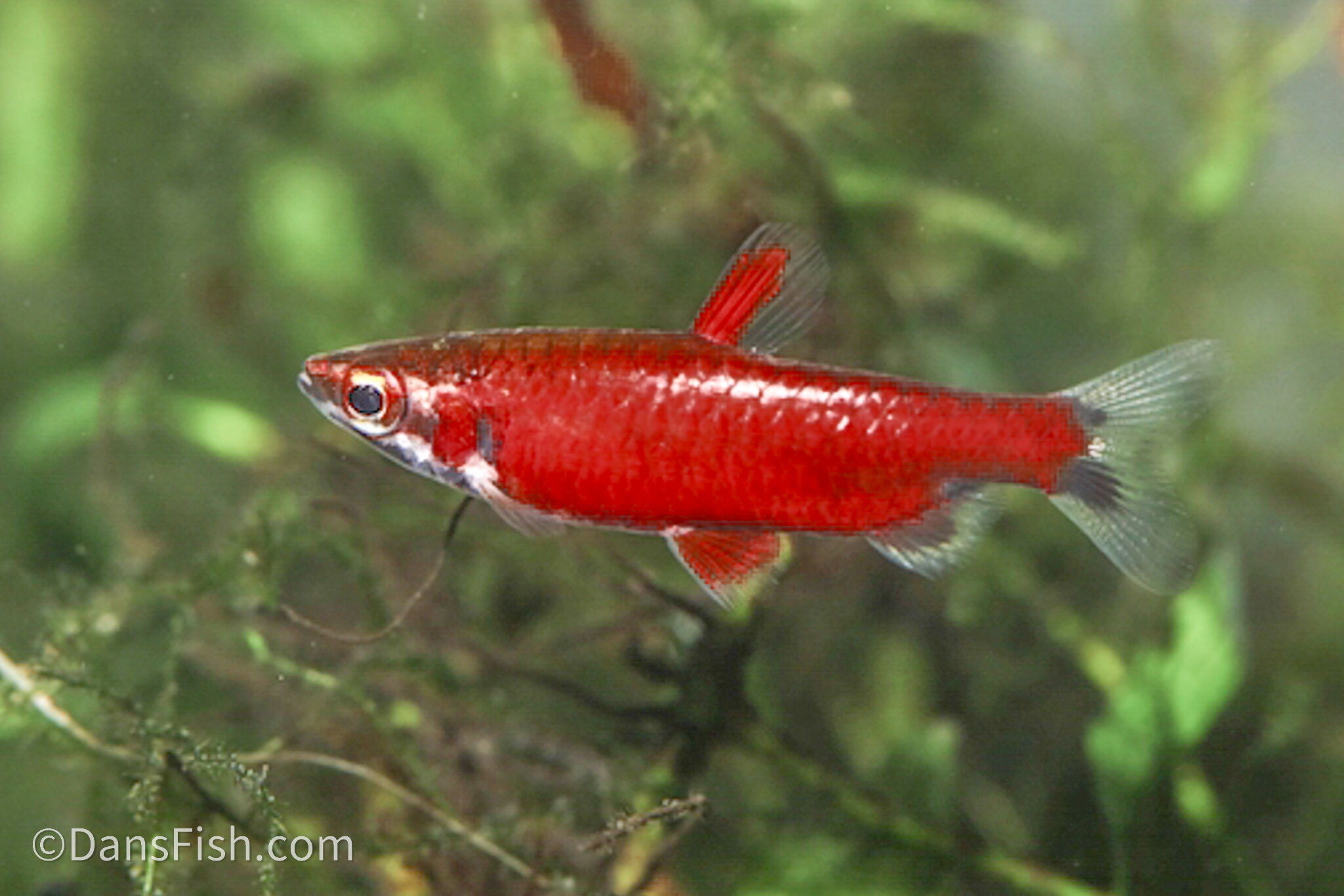 Dans Fish - Does it get any redder than this? check these... | Facebook