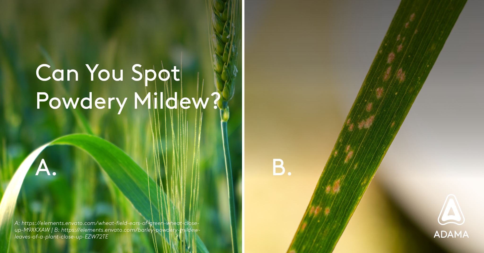 👀 Quiz Time! Can You Spot Powdery... - ADAMA South Africa | Facebook