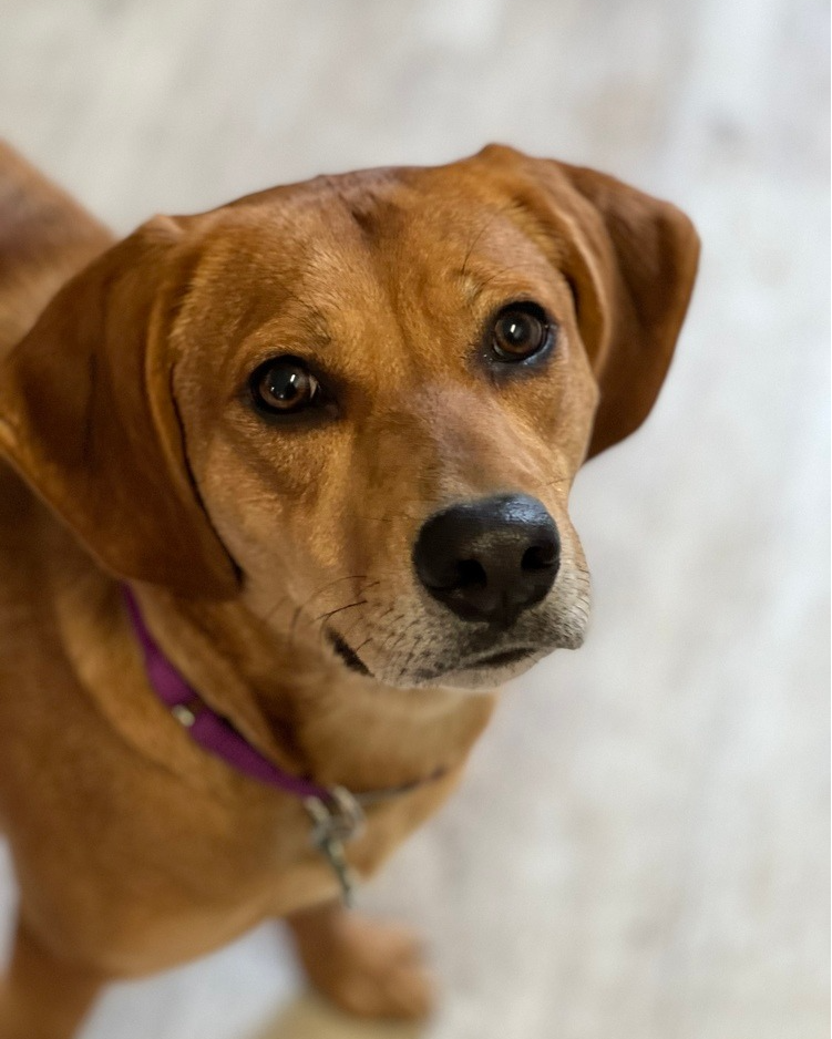 Meet Harmony 💕 Harmony is 2... - Sandy Paws Rescue Inc.