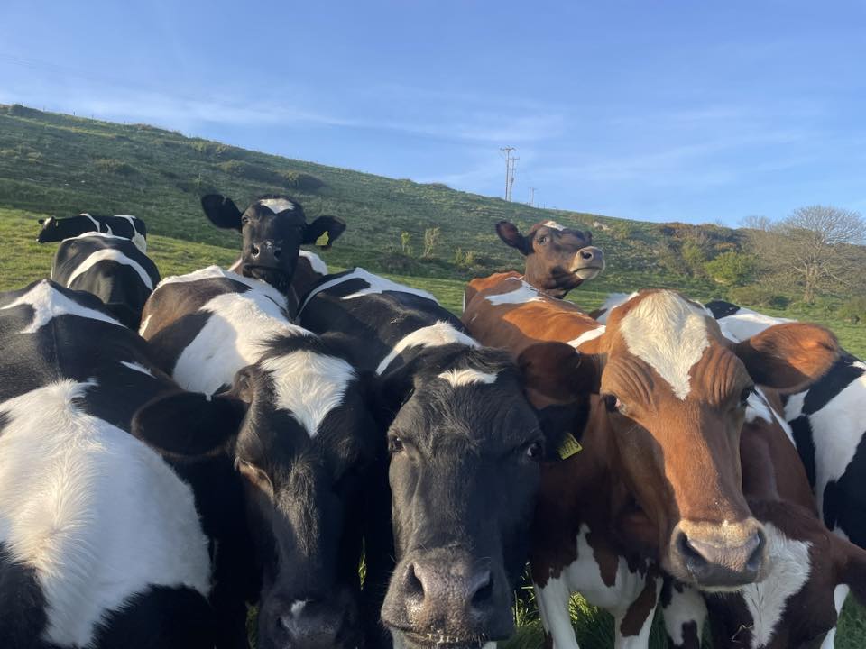 Craig's Farm Dairy added a new photo. - Craig's Farm Dairy