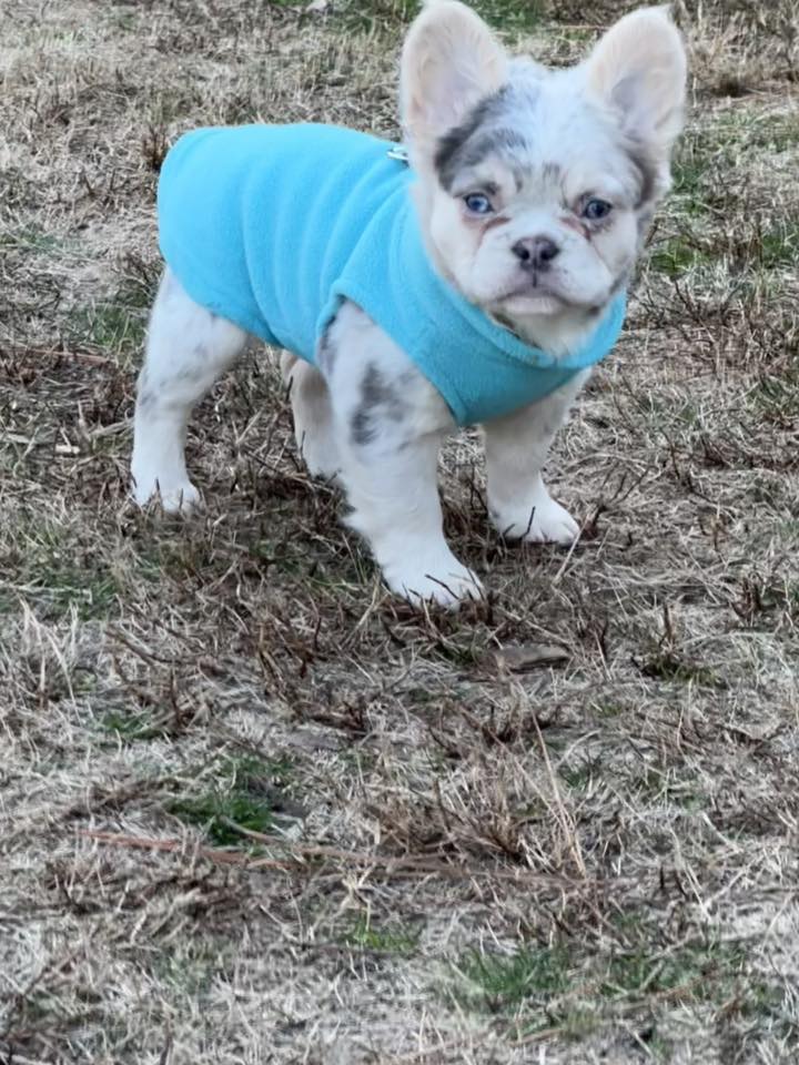 Diamond in the Ruff... - Diamond in the Ruff Bulldogs
