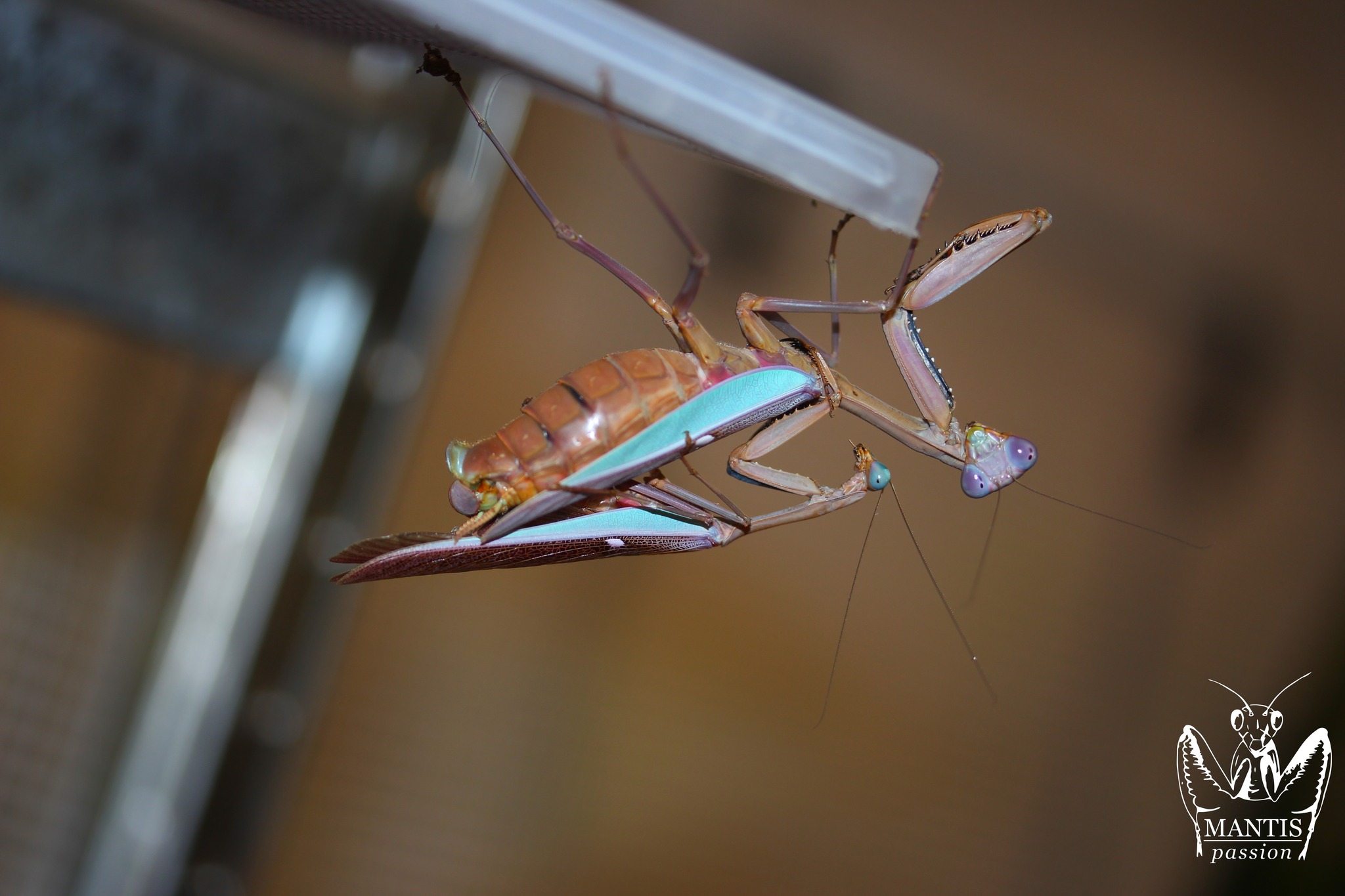 Mantis - Stagmatoptera supplicaria sub adult male, they can get such ...