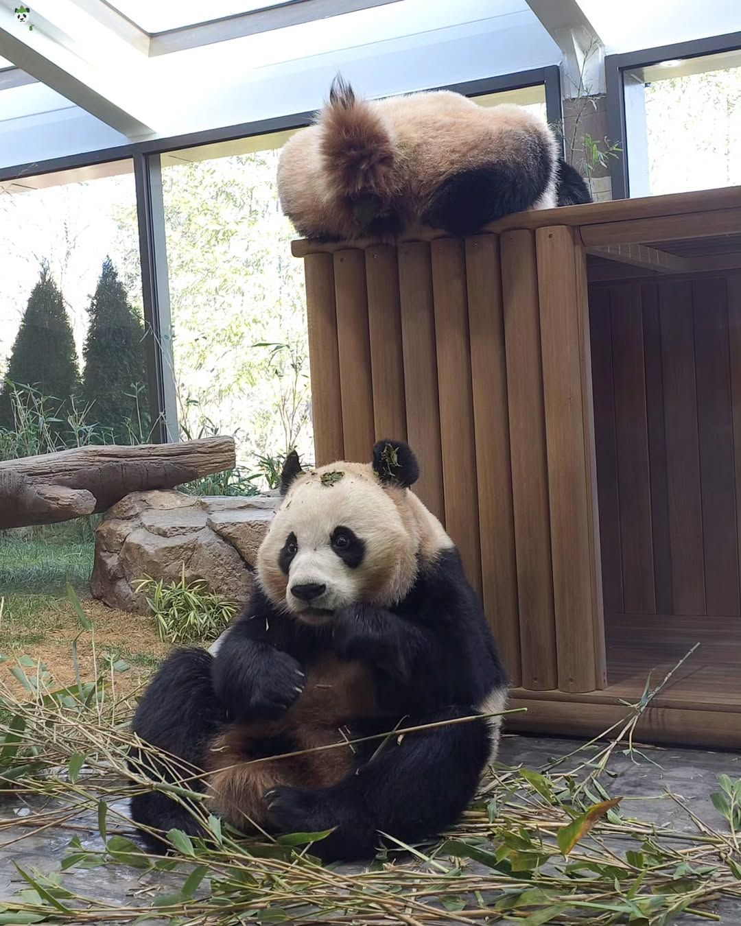 Xin lũi Hui cục dàng, dì có thể cười... - Rui Hui đáng yêu | Facebook
