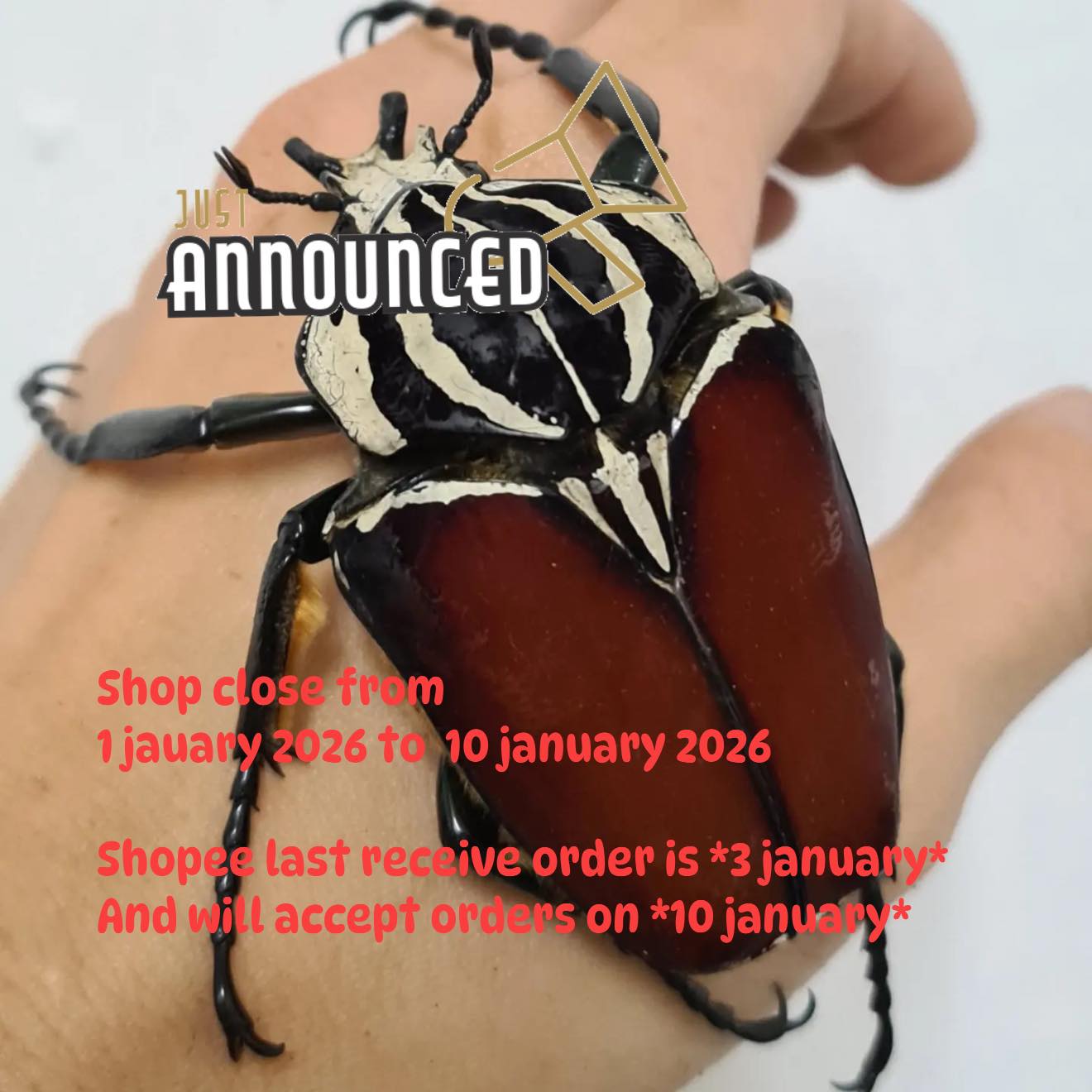 Royal Beetle | Kuala Lumpur