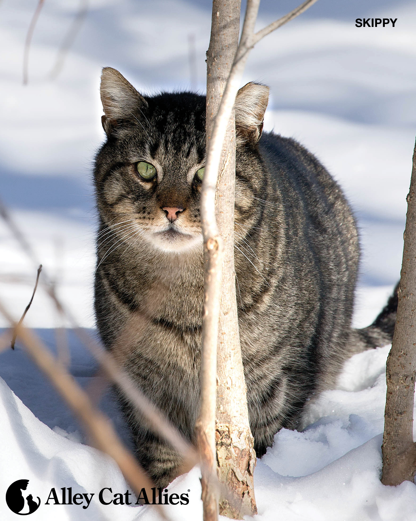 Alley - #TNR is the ultimate community cat health program! Spay and ...