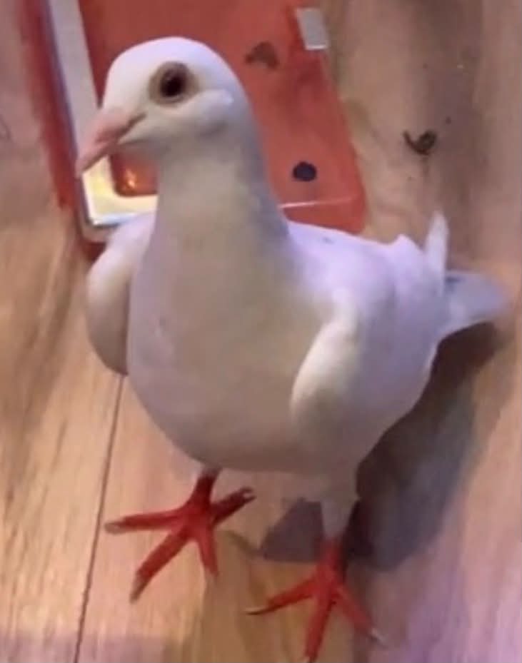 Still looking for him 😞 Lost Bird PAWBOOST ALERT Los Angeles