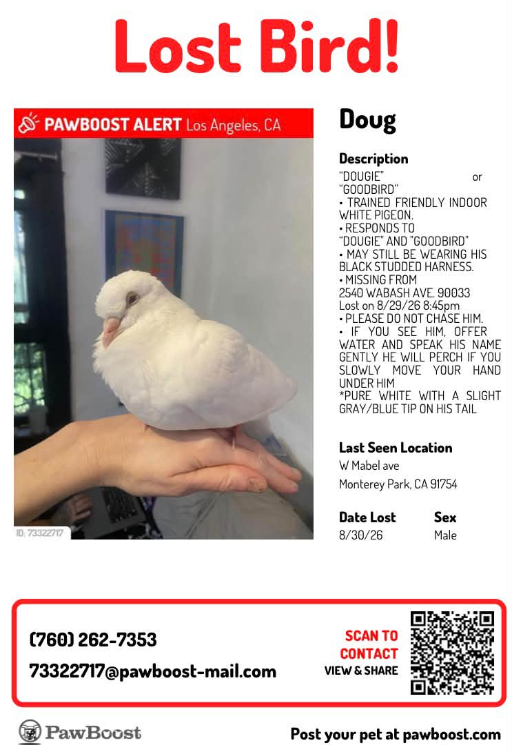 アロマグッズ almost fever_ Pigeons Under The Bridge Still looking for him 😞 Lost Bird PAWBOOST ALERT Los Angeles