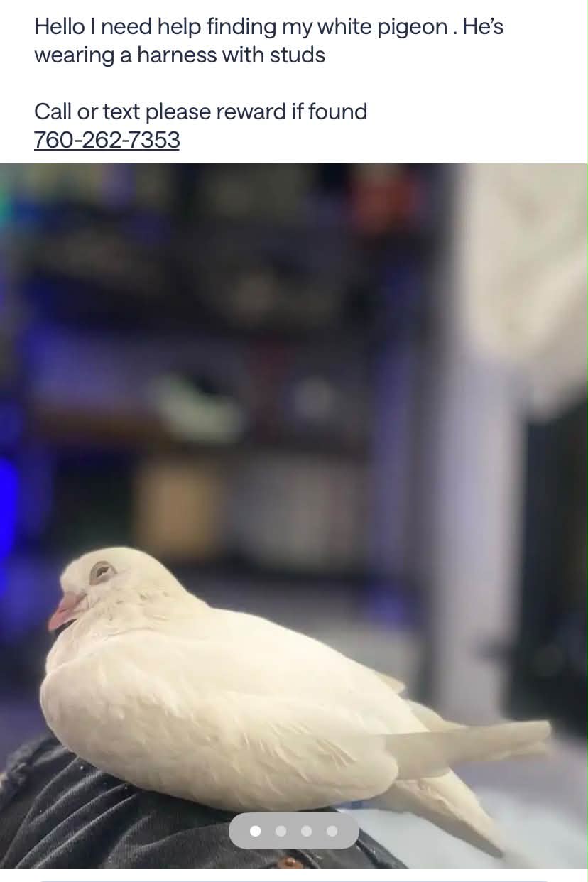 Still looking for him 😞 Lost Bird PAWBOOST ALERT Los Angeles