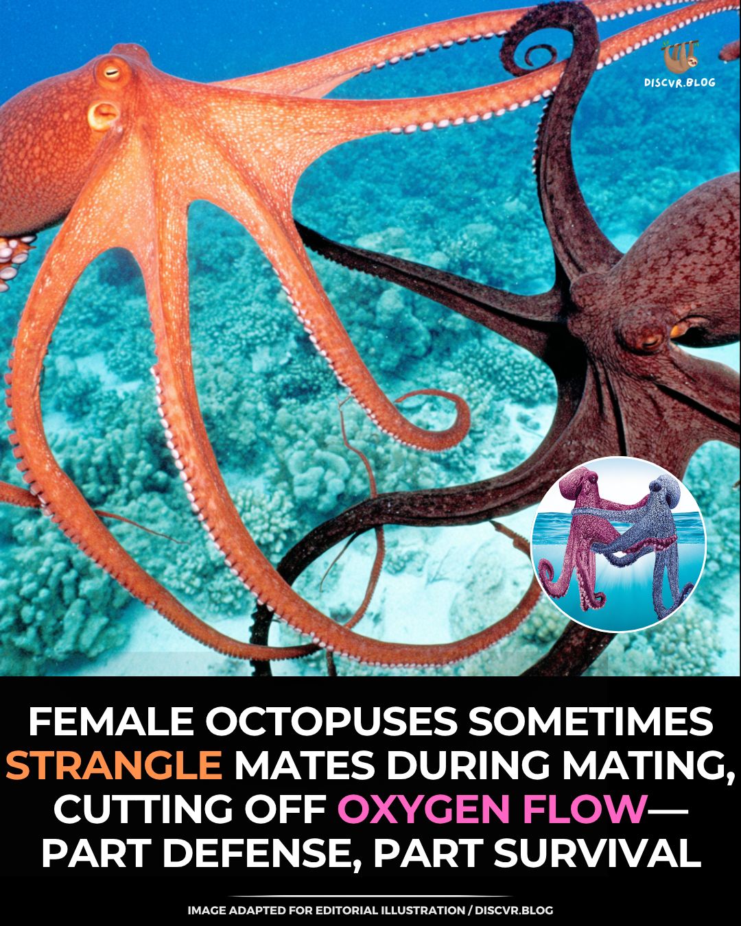 Discvr - Even in the deep, the rules of consent are clear. A female ...