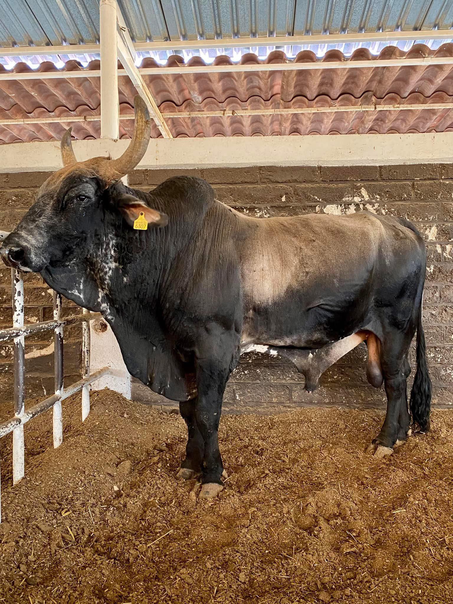El Mejor Semental De Rancho La... - Jaripeos mexicanos | Facebook