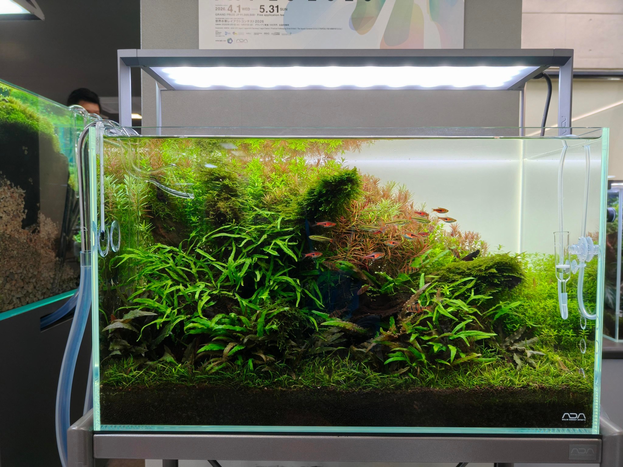 Nature Box รับจัดตู้ไม้น้ำ จำหน่ายพรรณไม้น้ำ และอุปกรณ์ครบวงจร added a ...