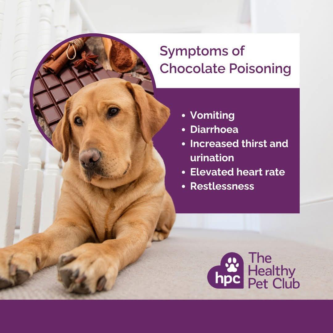 Beautiful view of Dogs Eating Chocolate Causing Severe Vomiting