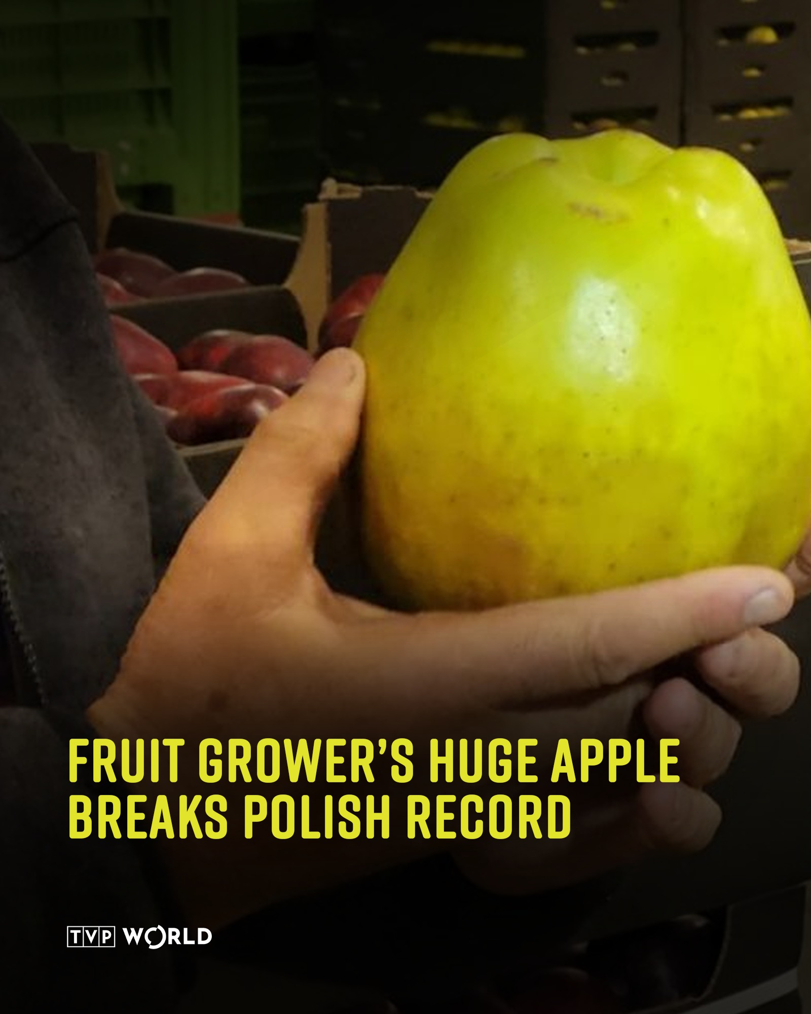 Heaviest apple grown in Japan weighed 1.849 kg