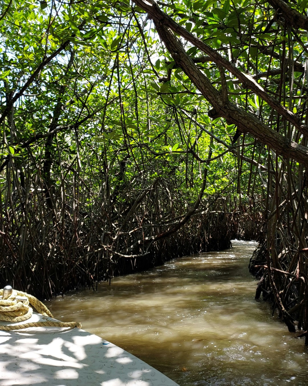 Ceylon Roots -... - Ceylon Roots - Trails of Tranquility