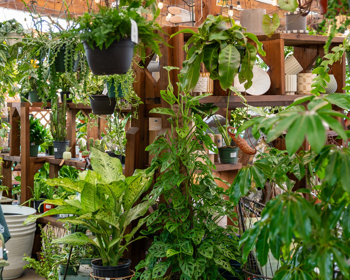 Green's Produce and Plants... - Green's Produce and Plants