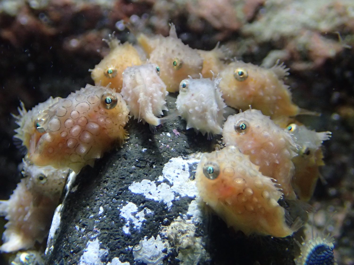 アクアマリンふくしま ／福島・水族館 - アクアマリン激レア生物図鑑 