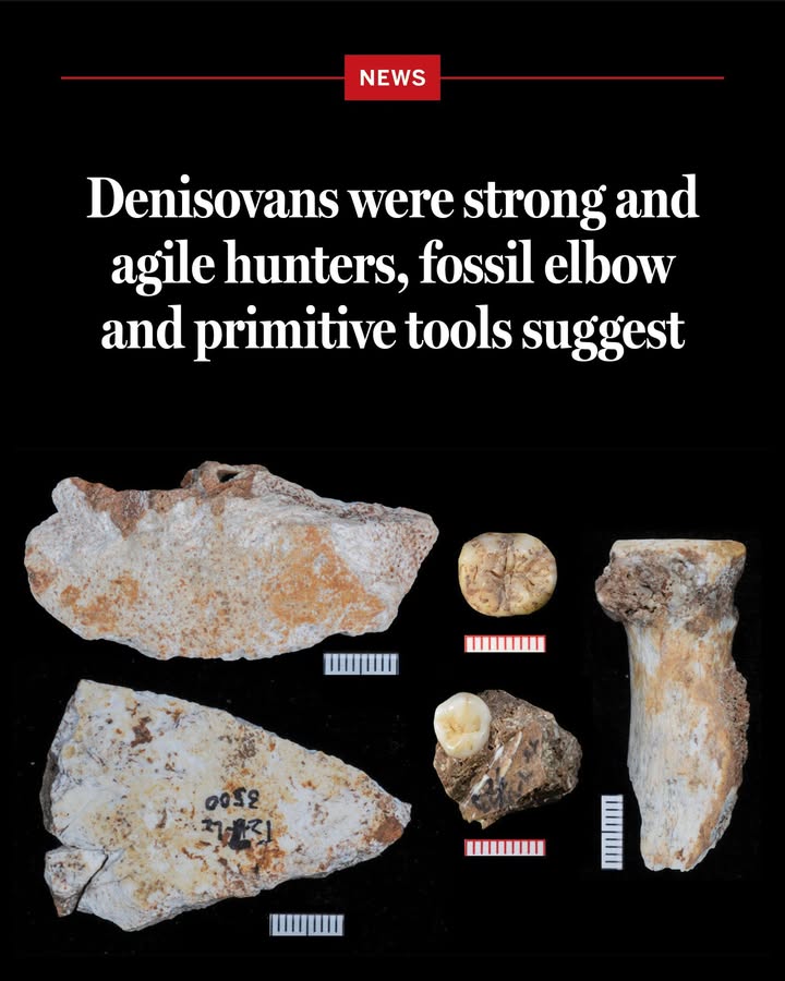 Seven ancient human fossils and a cache of tools and animal
