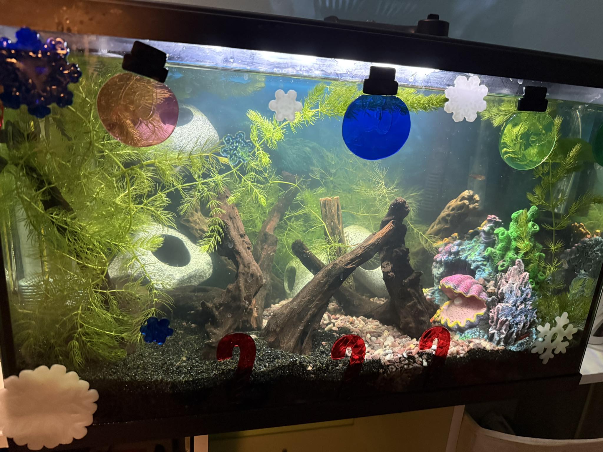 Fresh Water & aquarium fish | Hello! Im new to fish keeping and needed ...